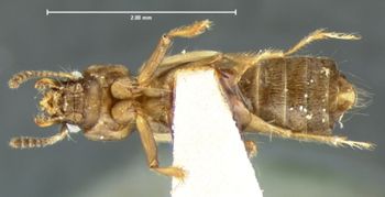 Media type: image;   Entomology 6552 Aspect: habitus ventral view